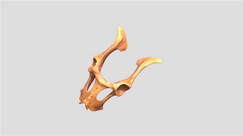 Capra Hircus Domestic Goat Juv M Pelvis 3d Model By Osteoarchaeology [90617a4] Sketchfab