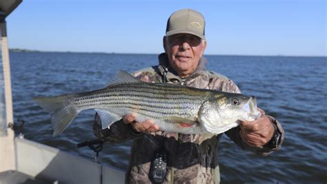 Striper Bite Is Scorching Hot On Santee Carolina Sportsman