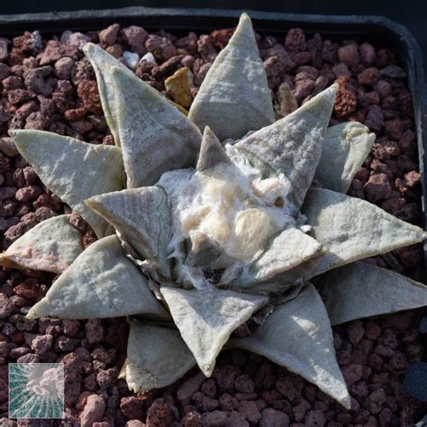 Ariocarpus Retusus SB68 Esemplare Cod 24822 In Vendita Vivaio