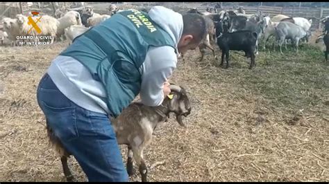 La Guardia Civil Esclarece Una Trama De Estafa Y Robo De Ganado Que