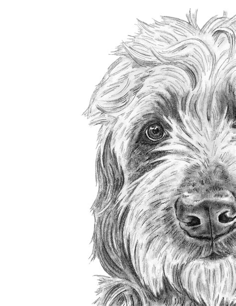 Goldendoodle Dog Coloring Pages Coloring Pagez