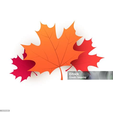 Fallen Maple Tree Leaves Stock Illustration - Download Image Now ...