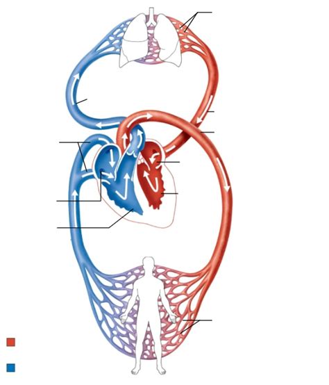 Systemic And Pulmonary Circuits Diagram Quizlet