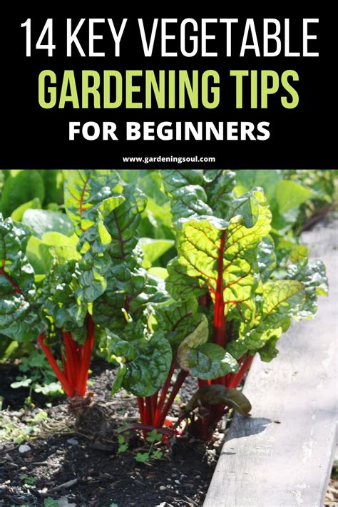 Key Vegetable Gardening Tips For Beginners