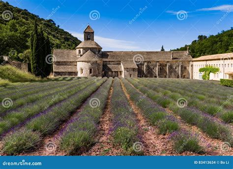 Lavender Fields, Provence, France Stock Photo - Image of abbey, bloom ...