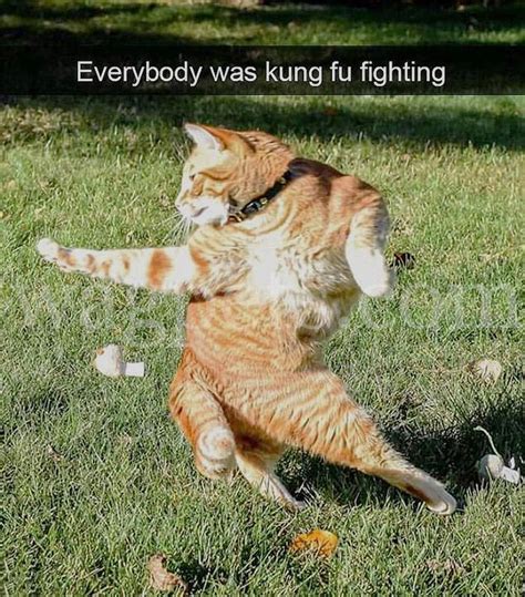 Everybody was kung fu fighting – Wag Pet Boutique