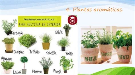 Usos De Las Plantas