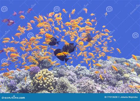 Buntes Korallenriff Mit Masse Von Fische Scalefin Anthias Im Tropischen