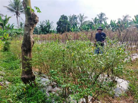 Cuaca Ekstrem Dan Serangan Hama Petani Cabai Di Lebak Gagal Panen