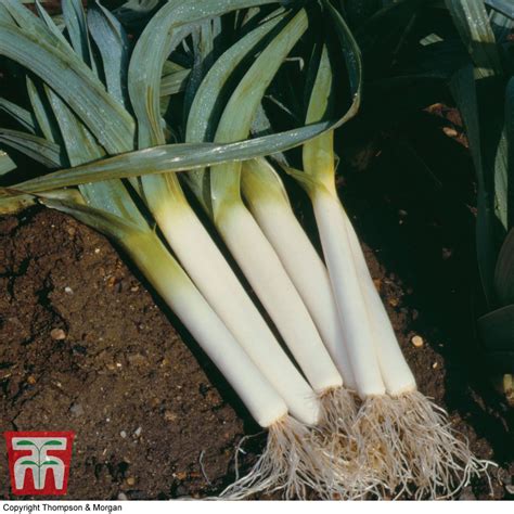 Leek Blauwgroene Winter Bandit Seeds Thompson Morgan