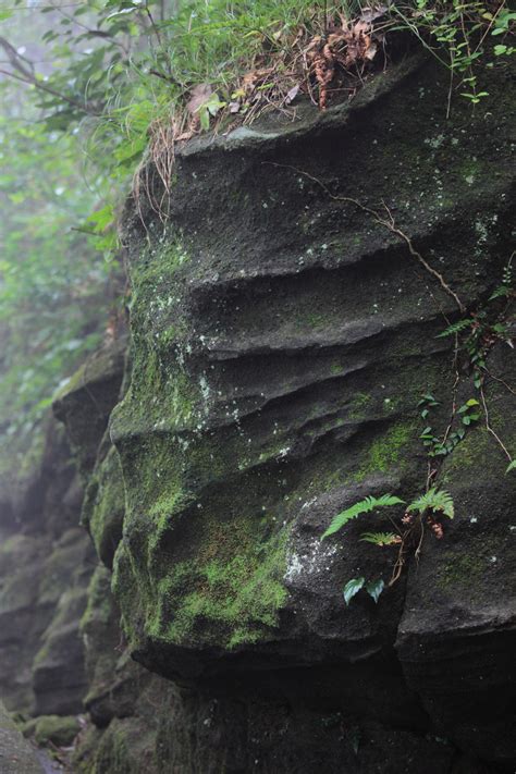 Fotos gratis árbol naturaleza bosque rock planta sendero hoja