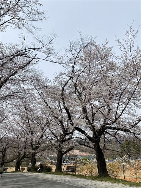 Splendid Cherry Blossom Flowers at Jeonju Zoo