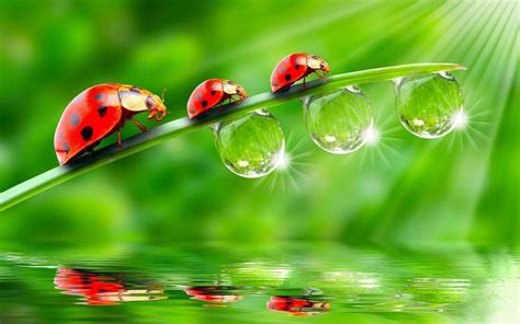 «ladybird Hd Wallpapers