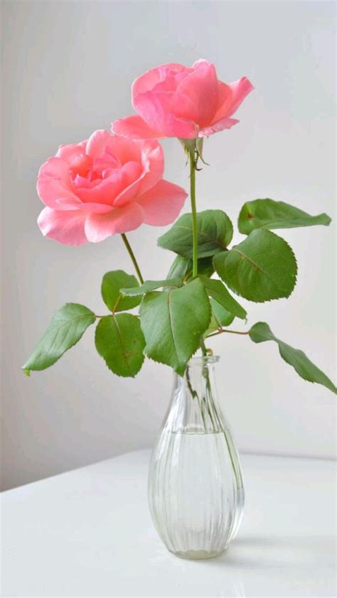 Happy Thursday with Two Pink Roses in a Vase