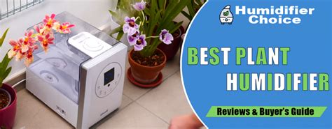 Best Plant Humidifiers Of Guide Humidifier Choice