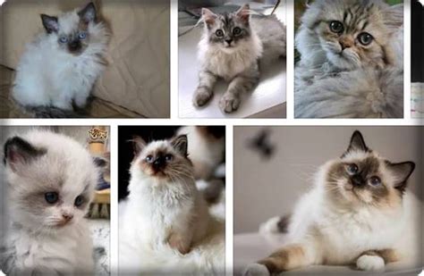 Persian Ragdoll Mix Kittens For Sale 2022 Price Domestic Shorthair Cat