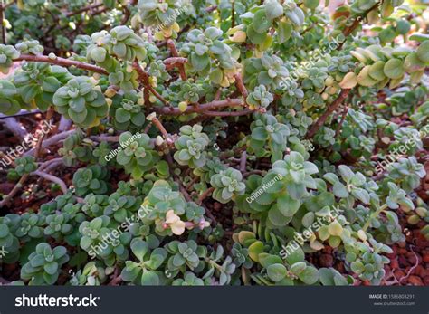 Plectranthus Socotranus Called Mint Socotra Stock Photo 1586803291