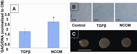 Morphology And Sgag Production In Msc Pellet Cultures Treated With Nccm