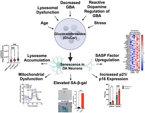 Lipid Accumulation Drives Cellular Senescence In Dopaminergic Neurons