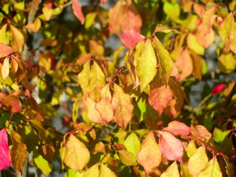 Free Images Tree Nature Outdoor Branch Blossom Sunlight Leaf