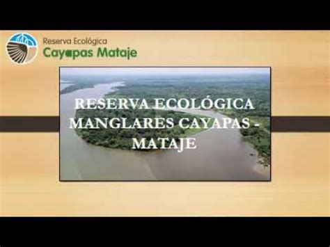 Reserva Ecol Gica Manglares Cayapas Mataje Youtube