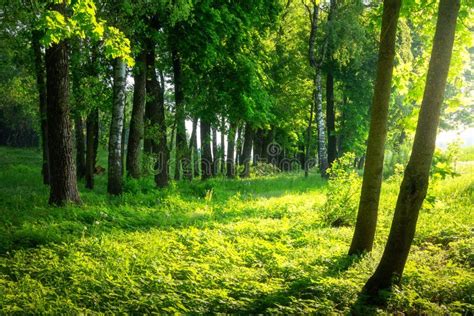 Summer Forest Sunny Green Forest Scenic Bright Forest In Sunlight