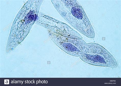 Paramecium Stock Photos Paramecium Stock Images Alamy