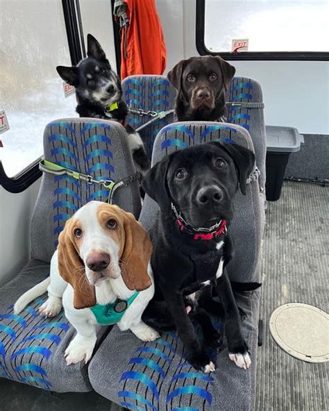 These Dogs Getting On The Bus For Doggy Daycare Is The Cutest Thing Ever