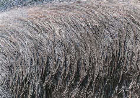 wild pig fur  photo  pixabay