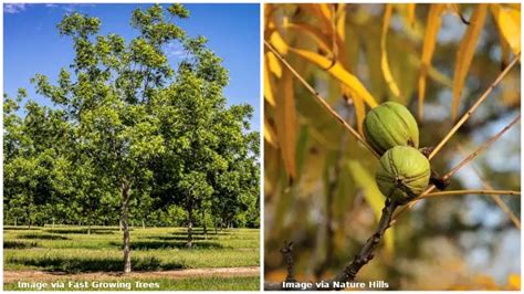 20 USDA Zone 7 Trees (For Full-Sun and Shady Spots)