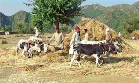 Centuries Old Farming Method Continues At Gujar Khan Village