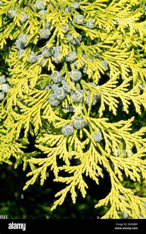 Chamaecyparis lawsoniana columnaris aurea fotografías e imágenes de