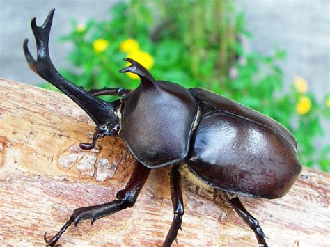 国産カブトムシの飼育 クワガタ・カブトムシ飼育情報：月夜野きのこ園