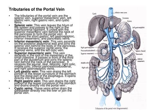 Ppt Posterior Abdominal Wall Powerpoint Presentation Free Download