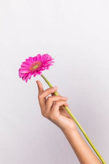 Free Photo Person Holding Pink Gerbera Flower