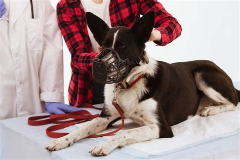 Average Cost Of Vet Visit For Dog How Much Will It Cost What Should