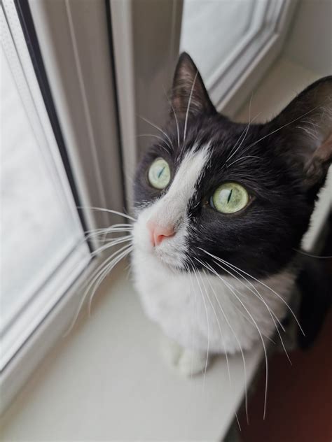 My cat. Кошачьи глаза. Кошки. | Cats, Animals, My photos