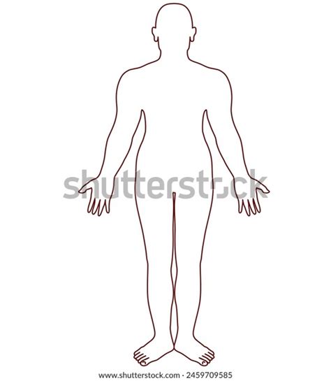 Drawing Outline Human Body Stock Vector (Royalty Free) 2459709585 | Shutterstock