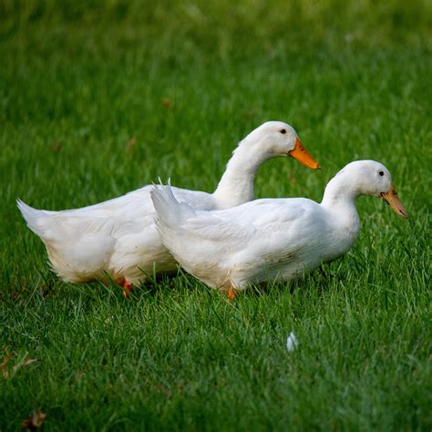 300 Free Rațe Pekin And Pekin Duck Photos Pixabay