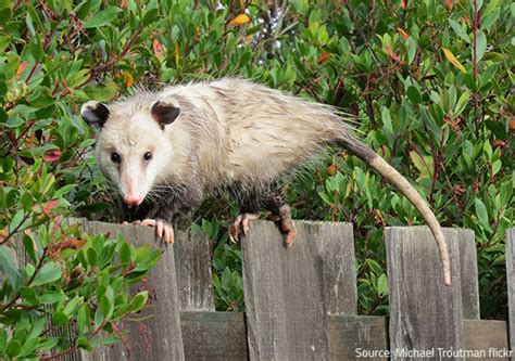 How To Get Rid Of Opossums Prevention And Removal Tips