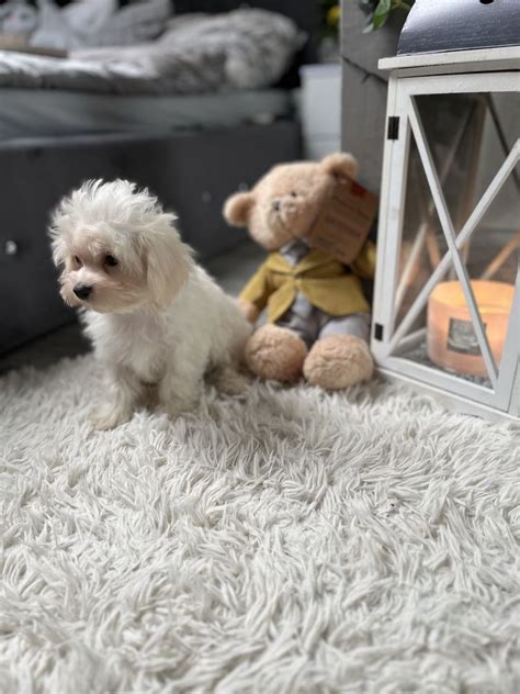 Maltipoo F Sunia Kremowa Pudel Toy Red Maltanczyk Huta D Utowska Olx Pl