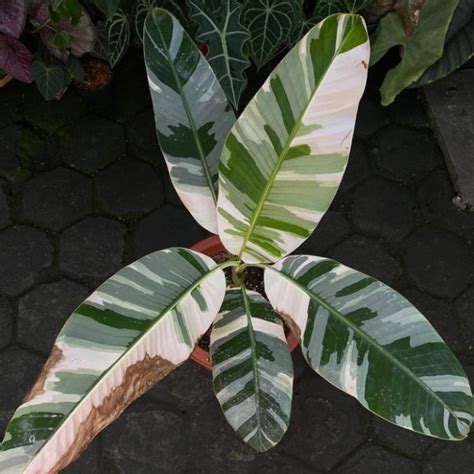 Jual Pohon Pisang Variegata Musa Aeae Variegated Kab Sleman Risang