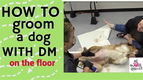 How To Groom A Dog With Degenerative Myelopathy Dm Youtube