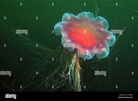 Arctic Lions Mane Jellyfish