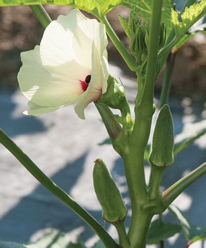 Growing Okra From Seed Johnny S Selected Seeds