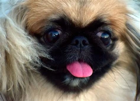 Simple Caring Tips For Pekingese Eyes