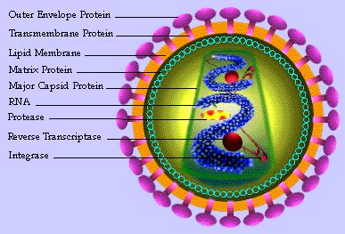 Aids Virus Cell