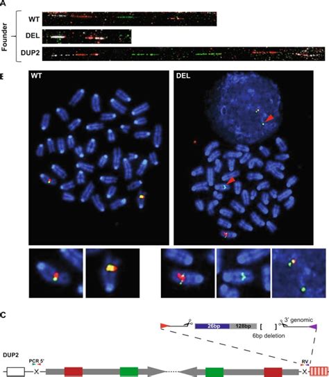 Revealing Hidden Complexities Of Genomic Rearrangements Generated With