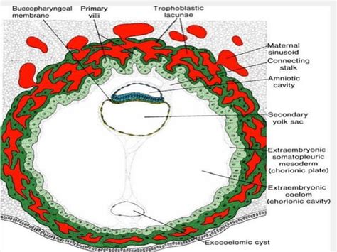 Histology Of Embryology Placenta Ppt