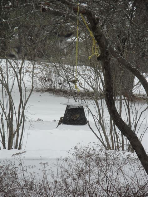 Taken Wings: Chickadee Sighting!